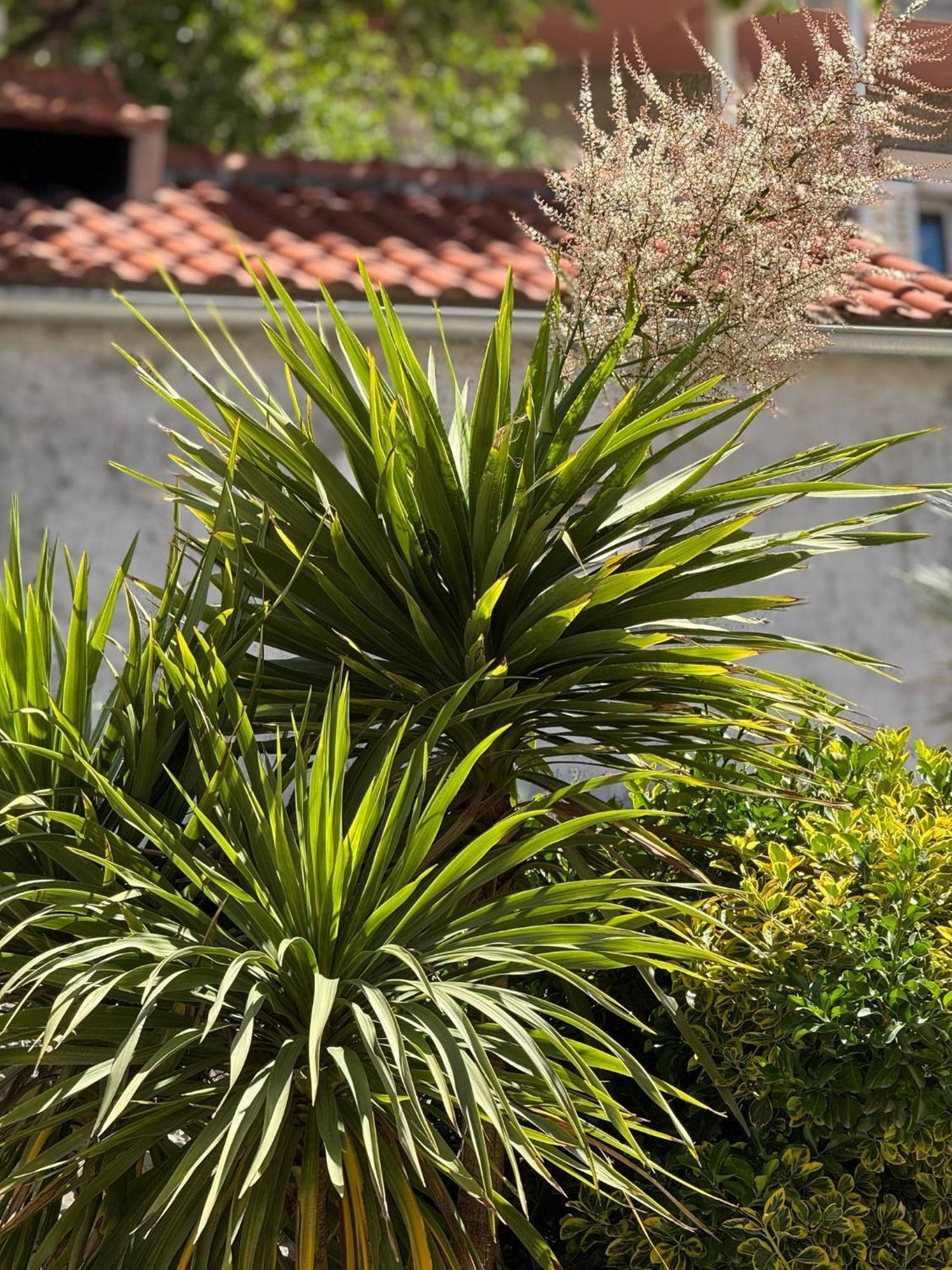 Apartment Biggy Cavtat Luaran gambar